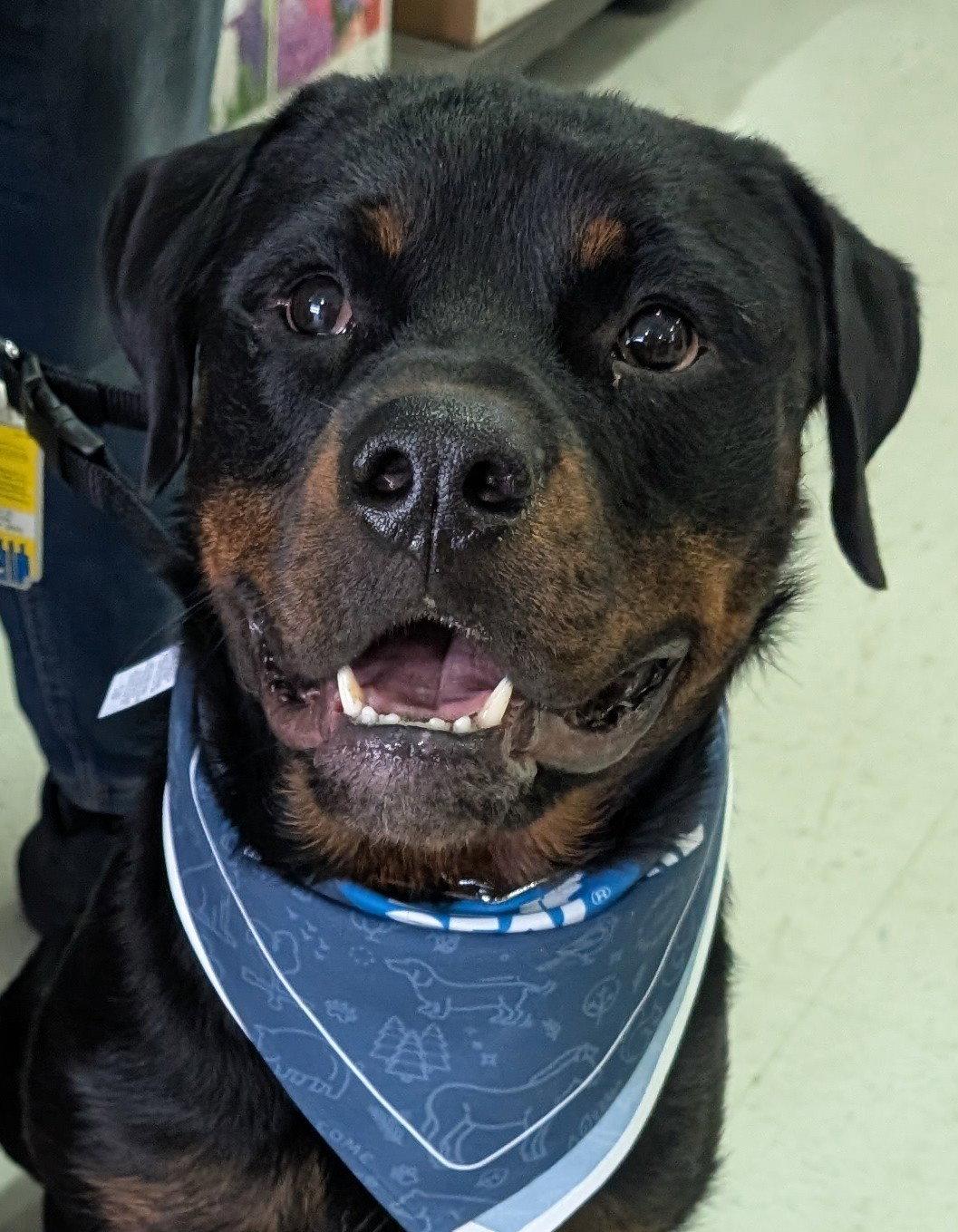 Enlarge Yogi, a Adopted Rottweiler in Hillsboro, NH image 3/3