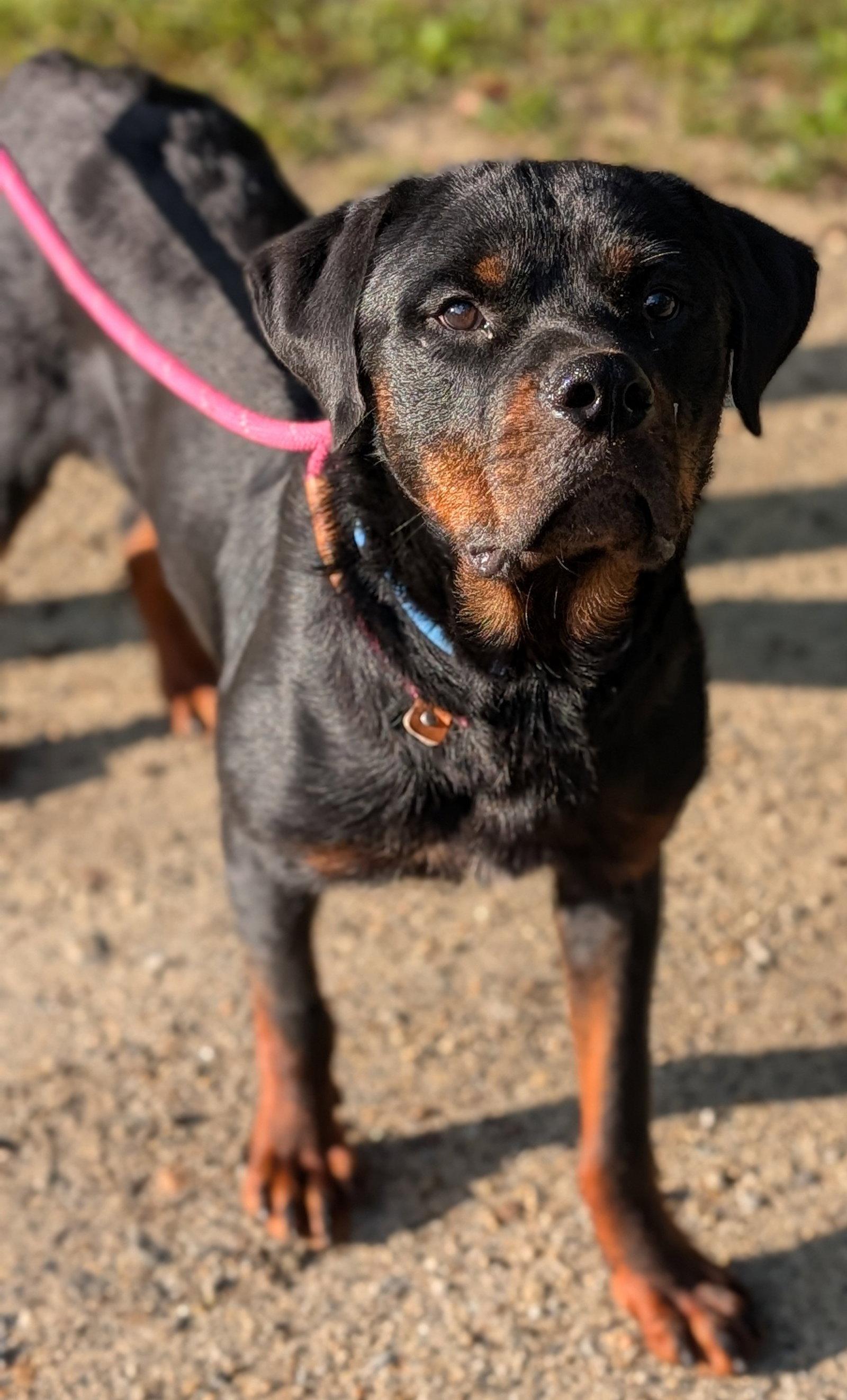 Enlarge Yogi, a Adopted Rottweiler in Hillsboro, NH image 3/3