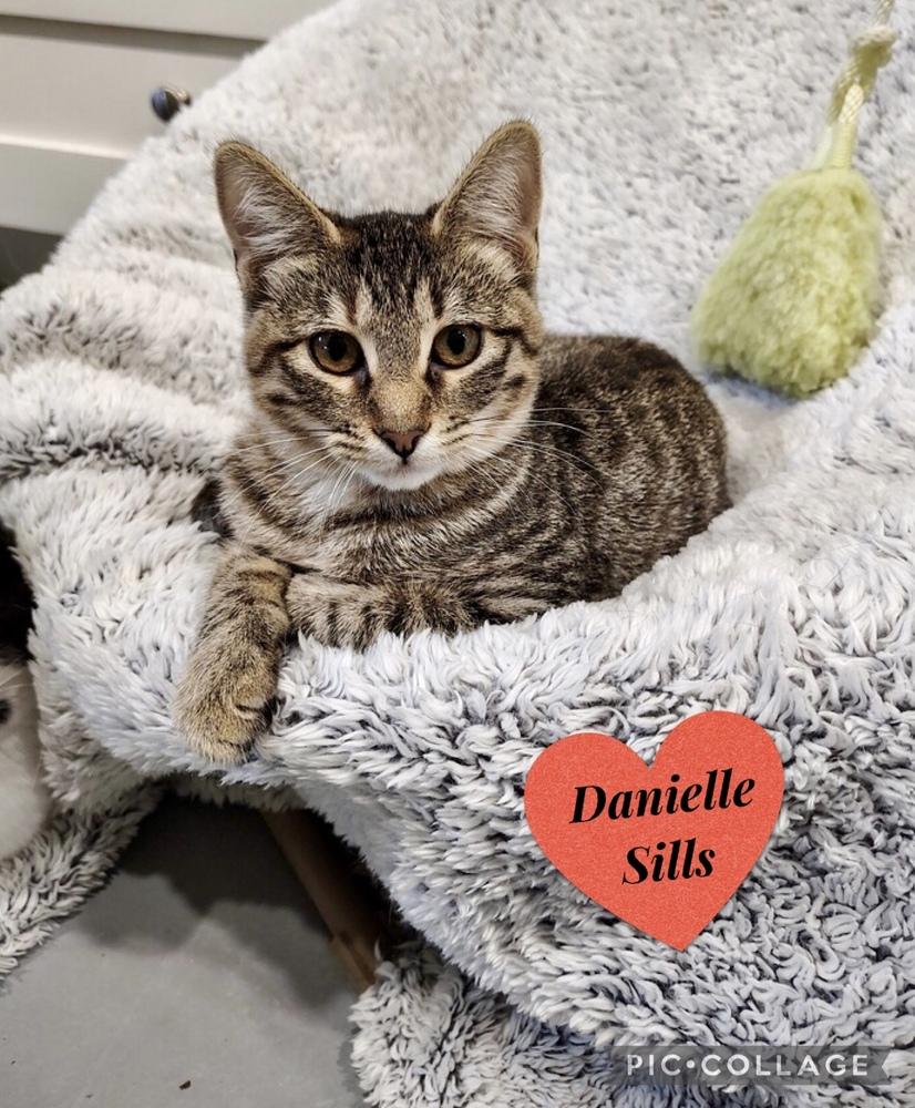 Scrubs, Adoptable, Young Female Domestic Medium Hair & Tabby.