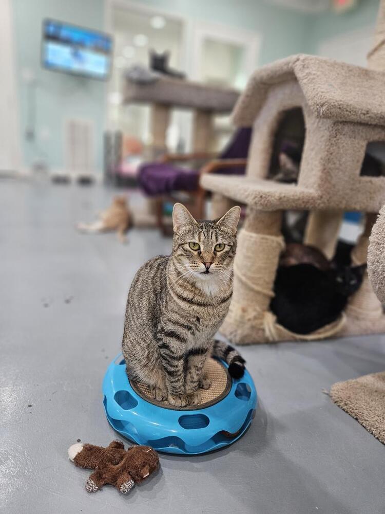 Enlarge Scrubs, a Adoptable mixed breed in San Leon, TX image 2/6