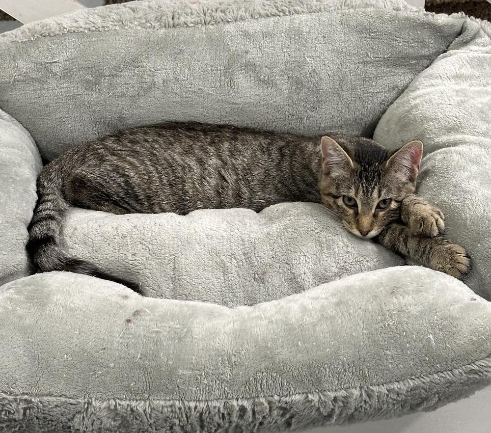 Enlarge Scrubs, a Adoptable mixed breed in San Leon, TX image 2/6