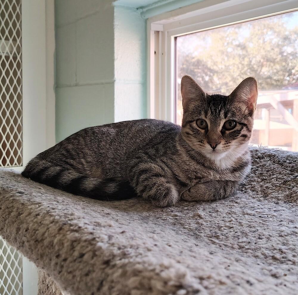 Enlarge Scrubs, a Adoptable mixed breed in San Leon, TX image 3/6