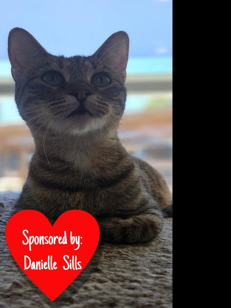 Enlarge Scrubs, a Adoptable mixed breed in San Leon, TX image 4/6