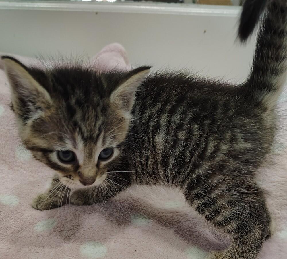 Enlarge Scrubs, a Adoptable mixed breed in San Leon, TX image 5/6