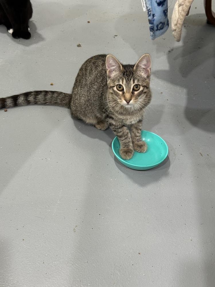 Enlarge Scrubs, a Adoptable mixed breed in San Leon, TX image 6/6