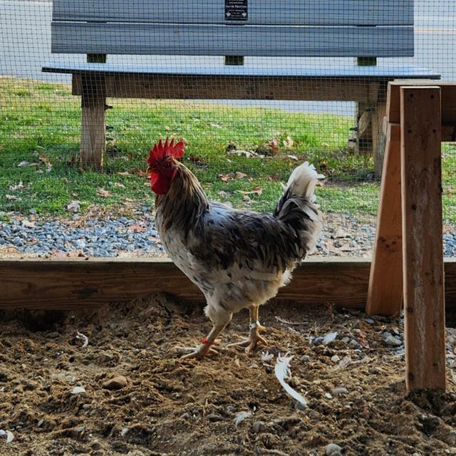 QUINCY, Adoptable, Young Male Chicken.