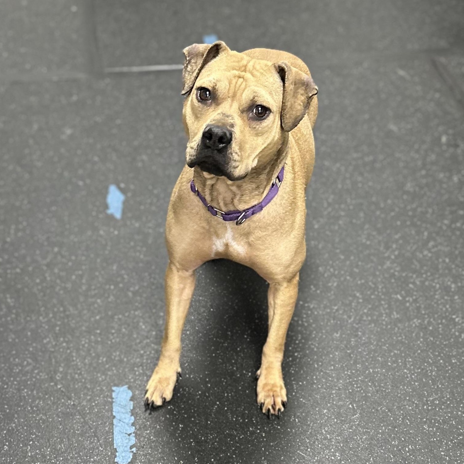 Enlarge Jensen, a Adoptable Mixed Breed in Youngstown, OH image 1/1
