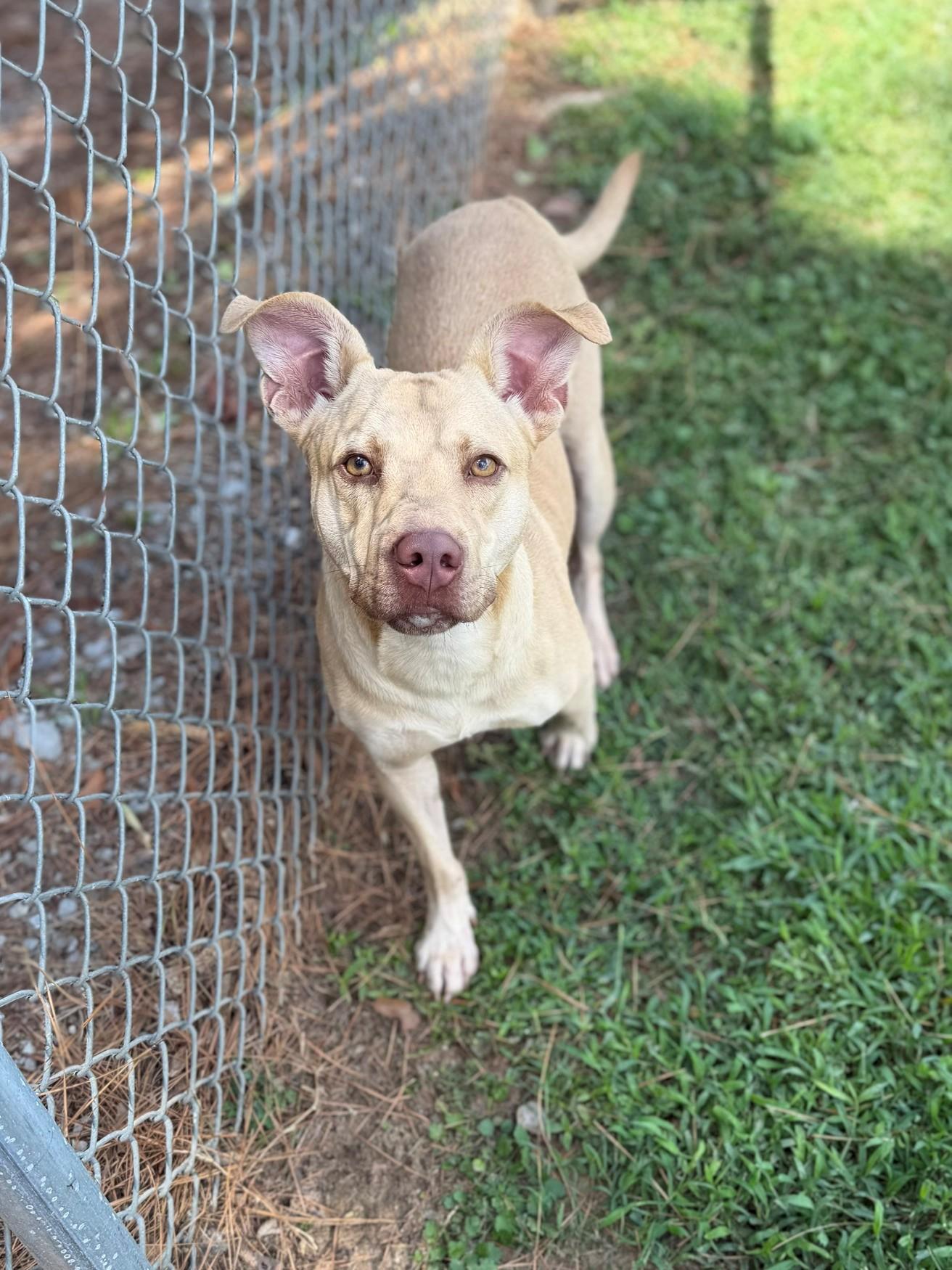 Brad, ADOPTABLE, Adult Male Mixed Breed.