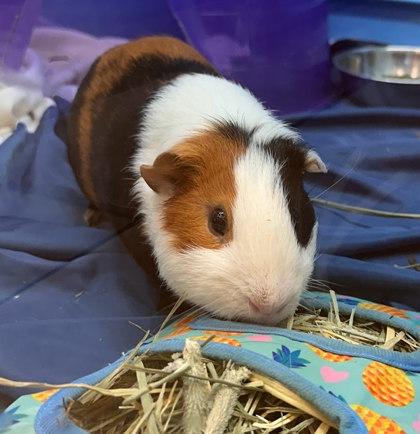 CoCo -Bonded Trio, Adoptable, Young Male Guinea Pig & Guinea Pig.