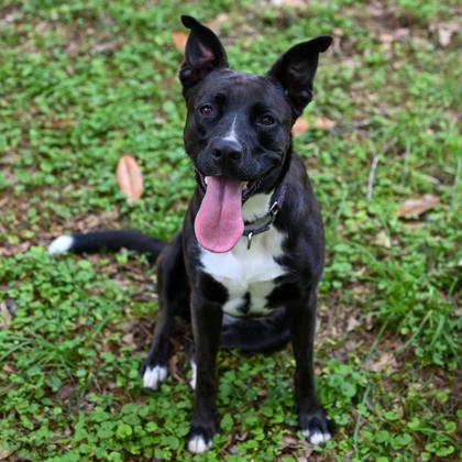 Nurture- IN FOSTER, Adoptable, Adult Female Mixed Breed & Mixed Breed.