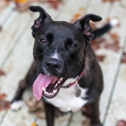 Nurture, a Adoptable Mixed Breed in Chamblee, GA image 1/3