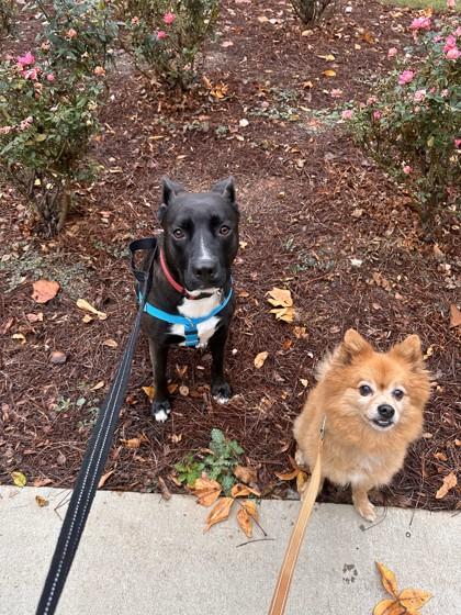 Nurture, a Adoptable Mixed Breed in Chamblee, GA image 2/3