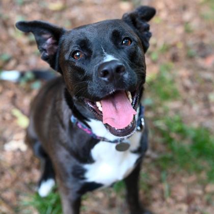 Enlarge Nurture- IN FOSTER, a Adoptable Mixed Breed in Chamblee, GA image 3/3