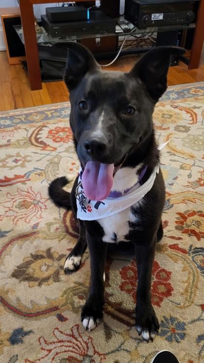 Nurture, a Adoptable Mixed Breed in Chamblee, GA image 3/3