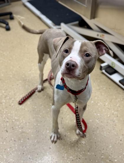 Enlarge Dipper, a ADOPTABLE mixed breed in Bishop, GA image 2/2