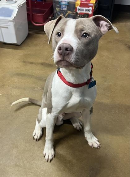 Enlarge Dipper, a ADOPTABLE mixed breed in Bishop, GA image 1/2