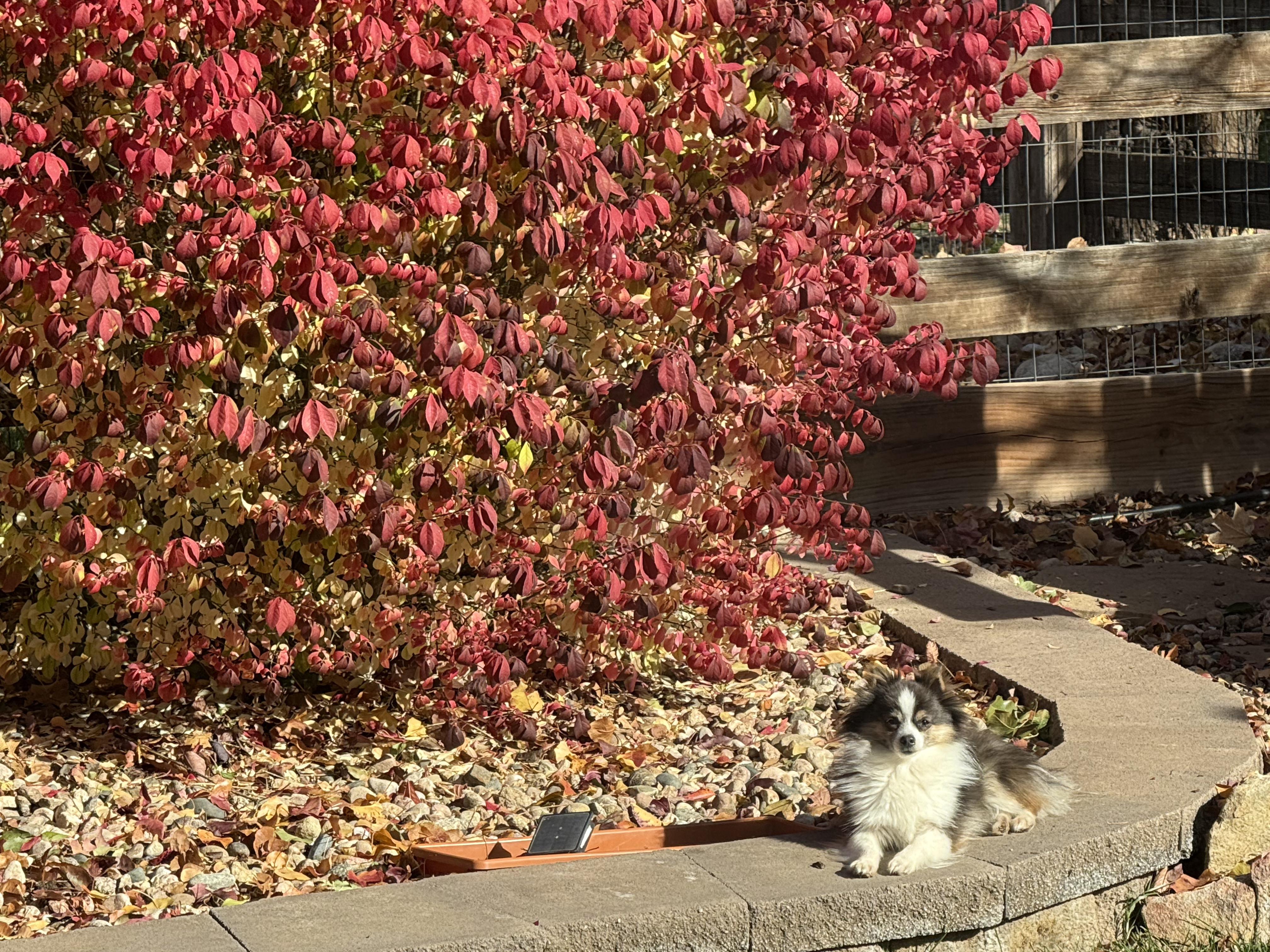 Enlarge Scooby, a Adopted Pomeranian in Carr, CO image 4/4
