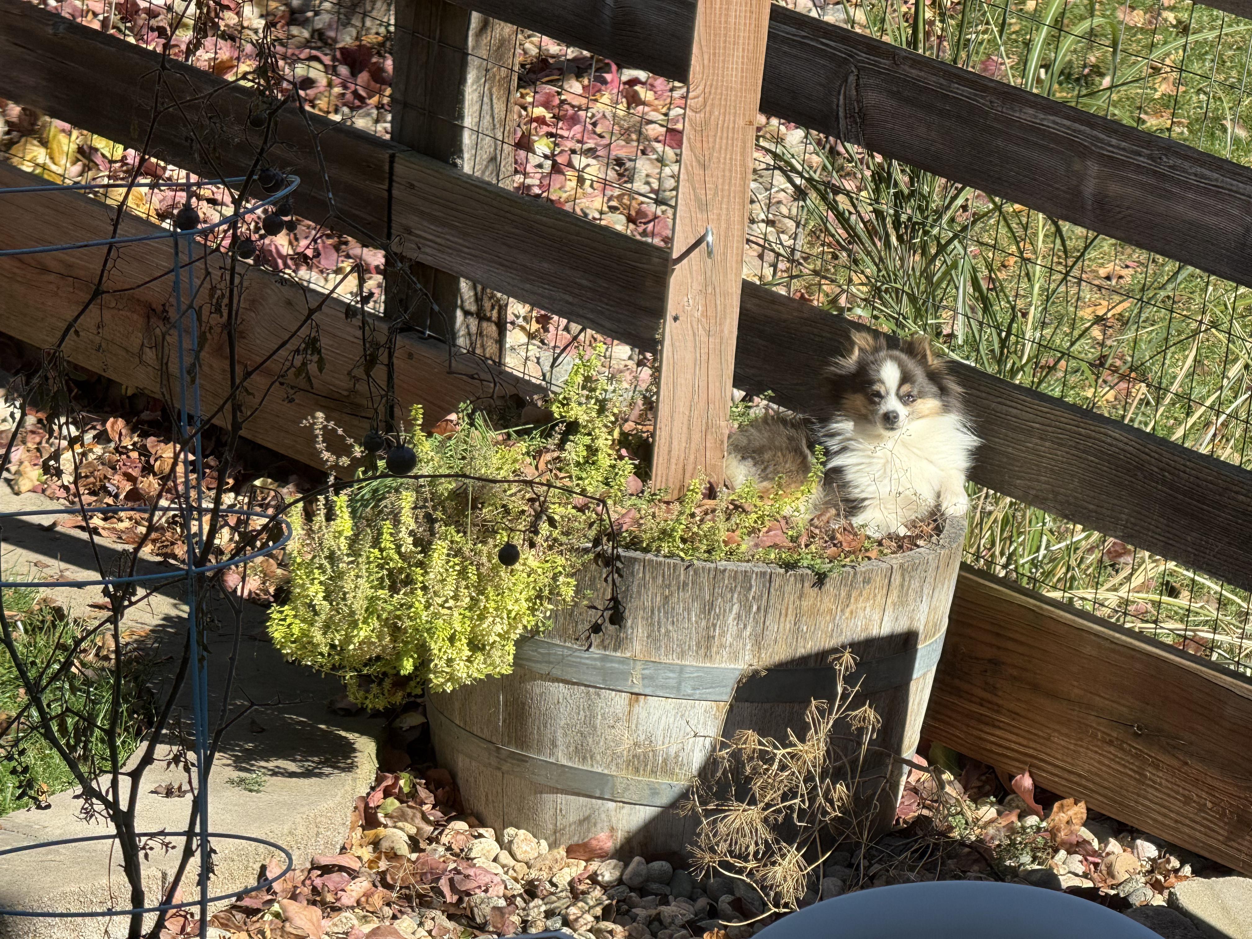 Enlarge Scooby, a Adopted Pomeranian in Carr, CO image 3/4