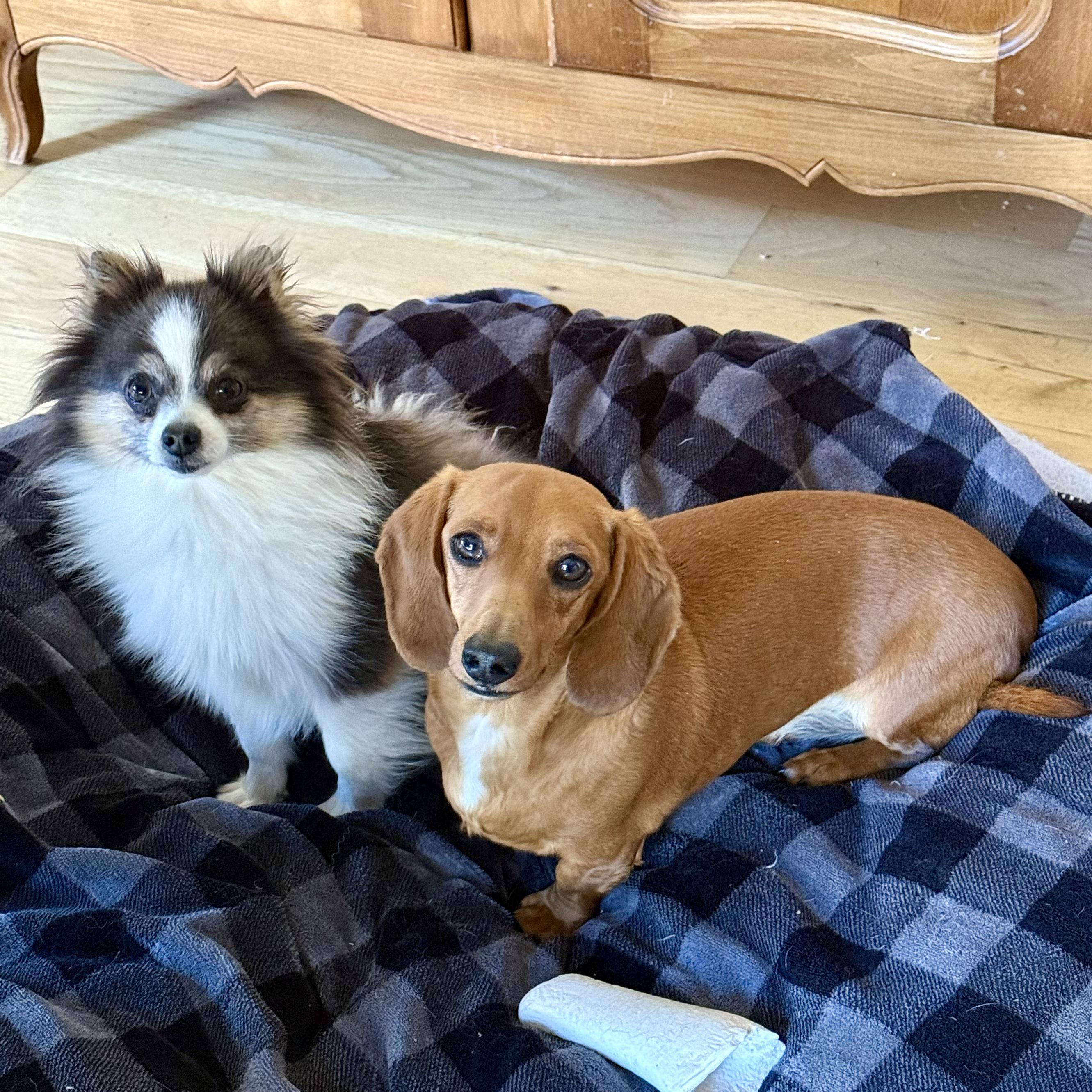 Scooby, Adopted, Adult Male Pomeranian.