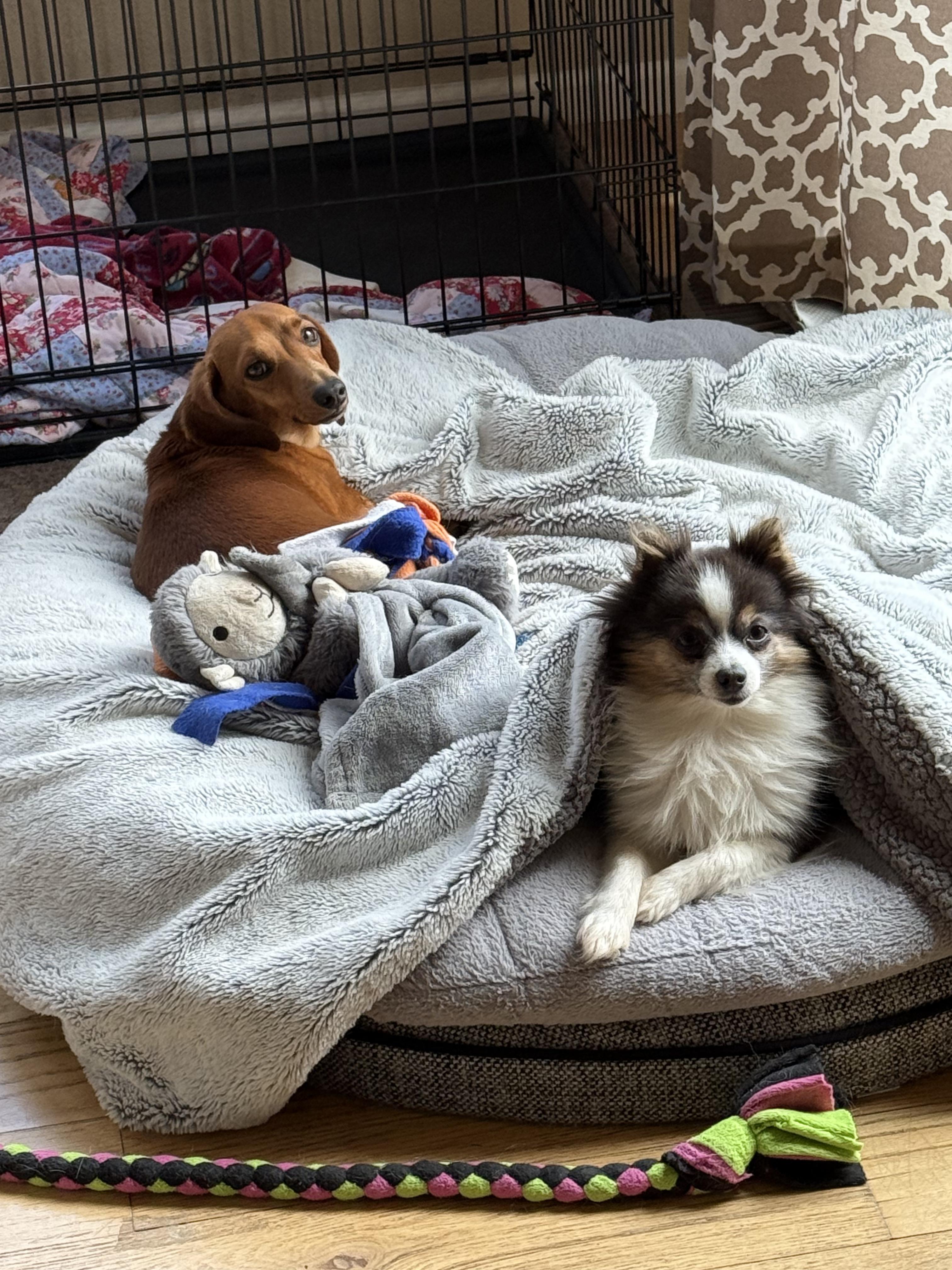 Enlarge Scooby, a Adopted Pomeranian in Carr, CO image 2/4