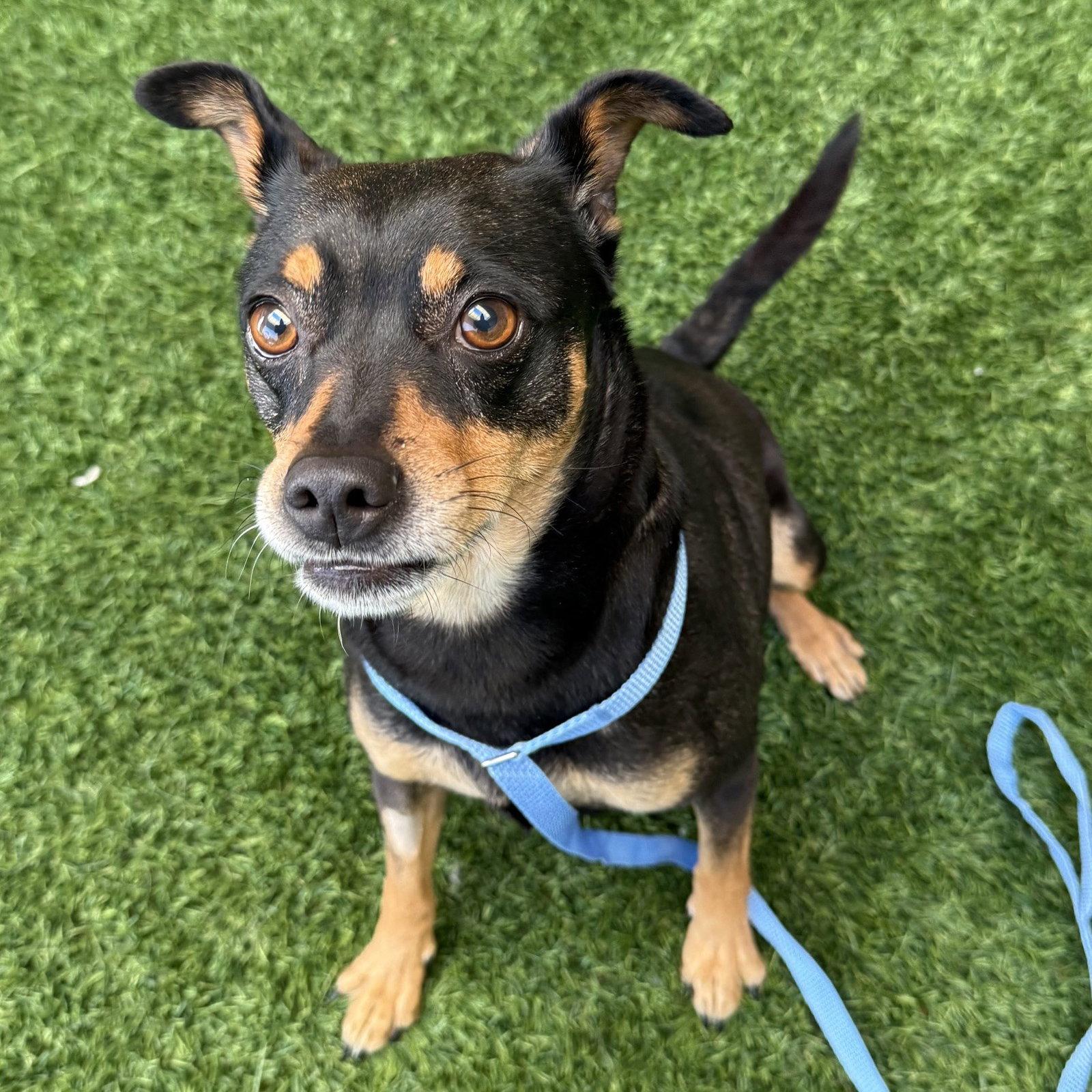 Edith, Adopted, Adult Female Miniature Pinscher.