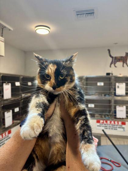 Enlarge Pippa, a Adoptable mixed breed in Daytona Beach, FL image 2/2
