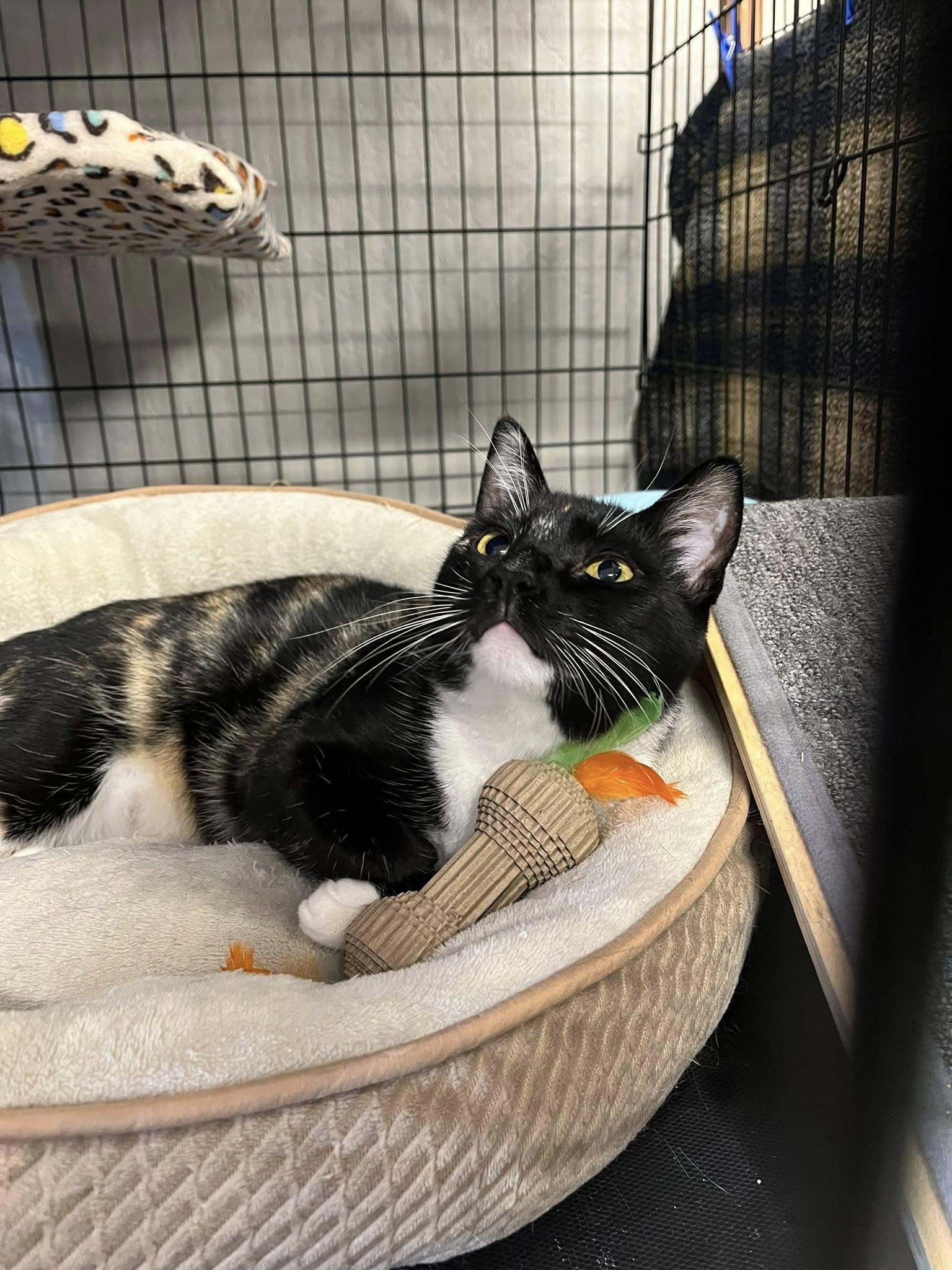 Muffin, Adopted, Young Female American Shorthair & Tortoiseshell.