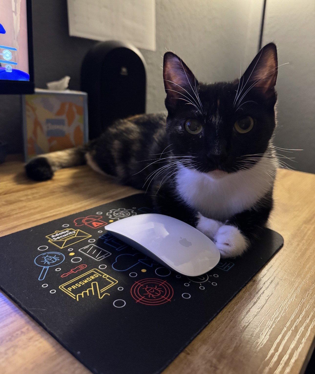 Muffin, a Adopted mixed breed in Walnut Creek, CA image 2/3