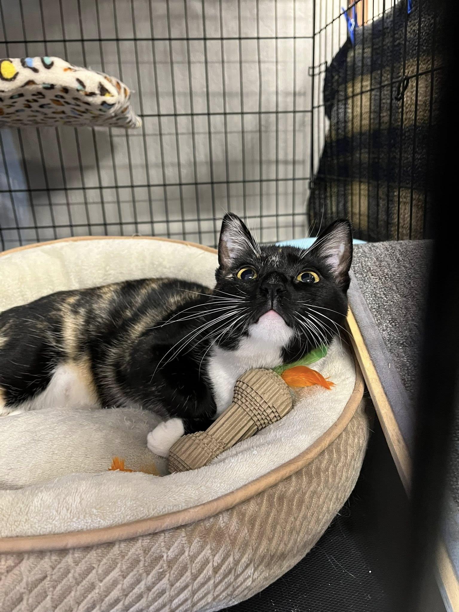 Muffin, a Adopted mixed breed in Walnut Creek, CA image 3/3