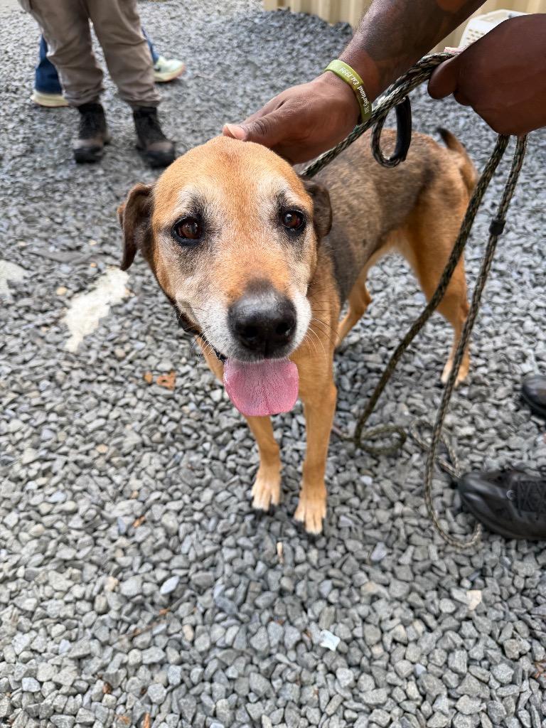 Enlarge Schatzi, a Adoptable mixed breed in Pomona, NY image 1/1