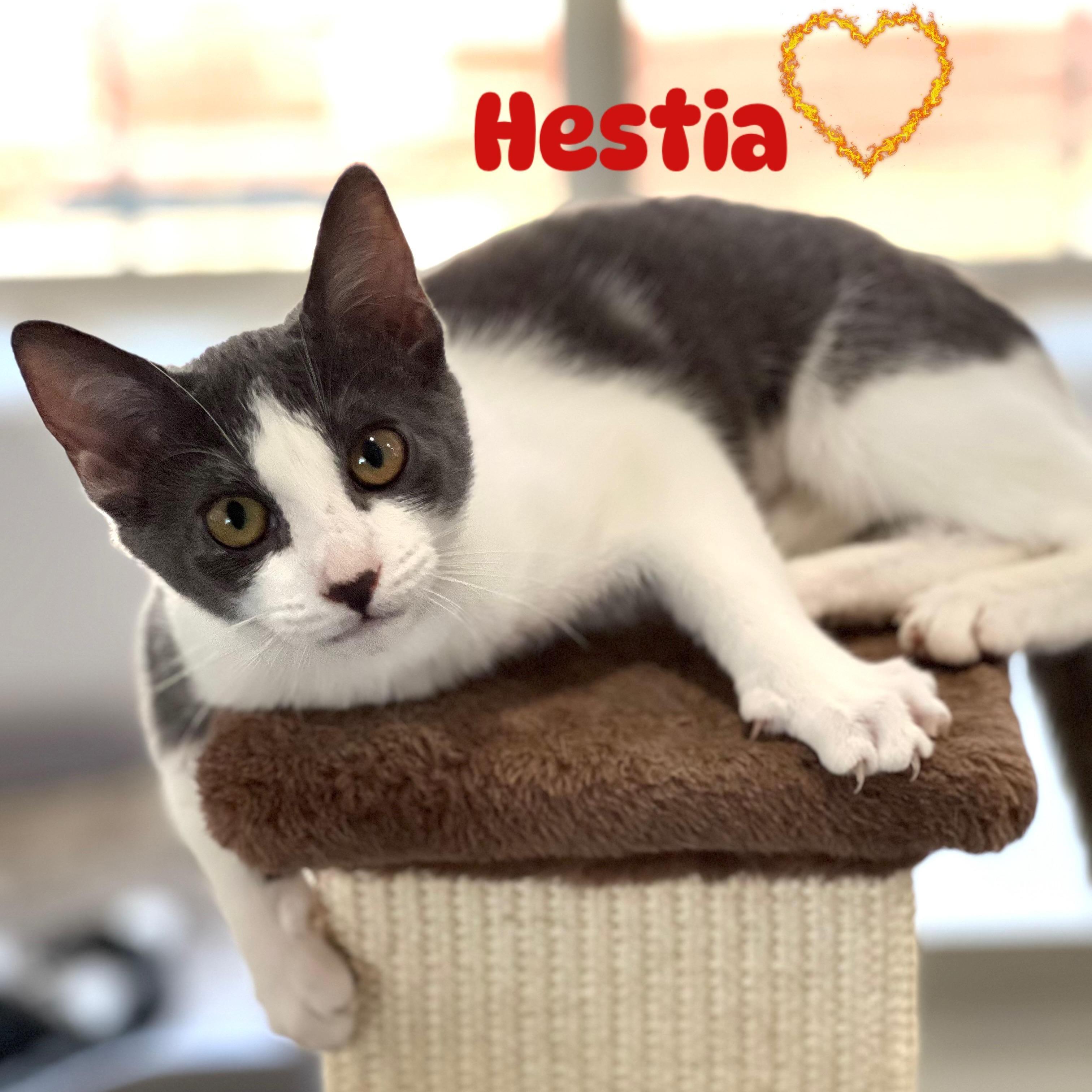 Hestia