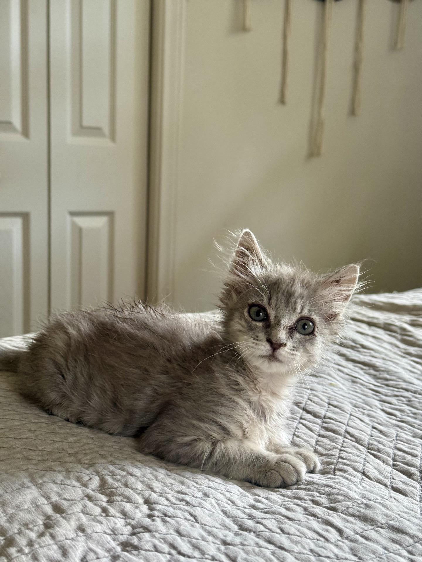 Marley, adopted, Kitten Female Domestic Short Hair.