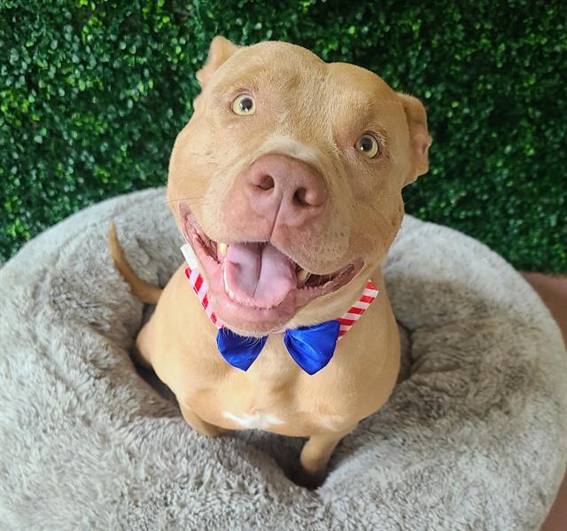 Enlarge BRUCE, a Adoptable Pit Bull Terrier in Antioch, CA image 1/1