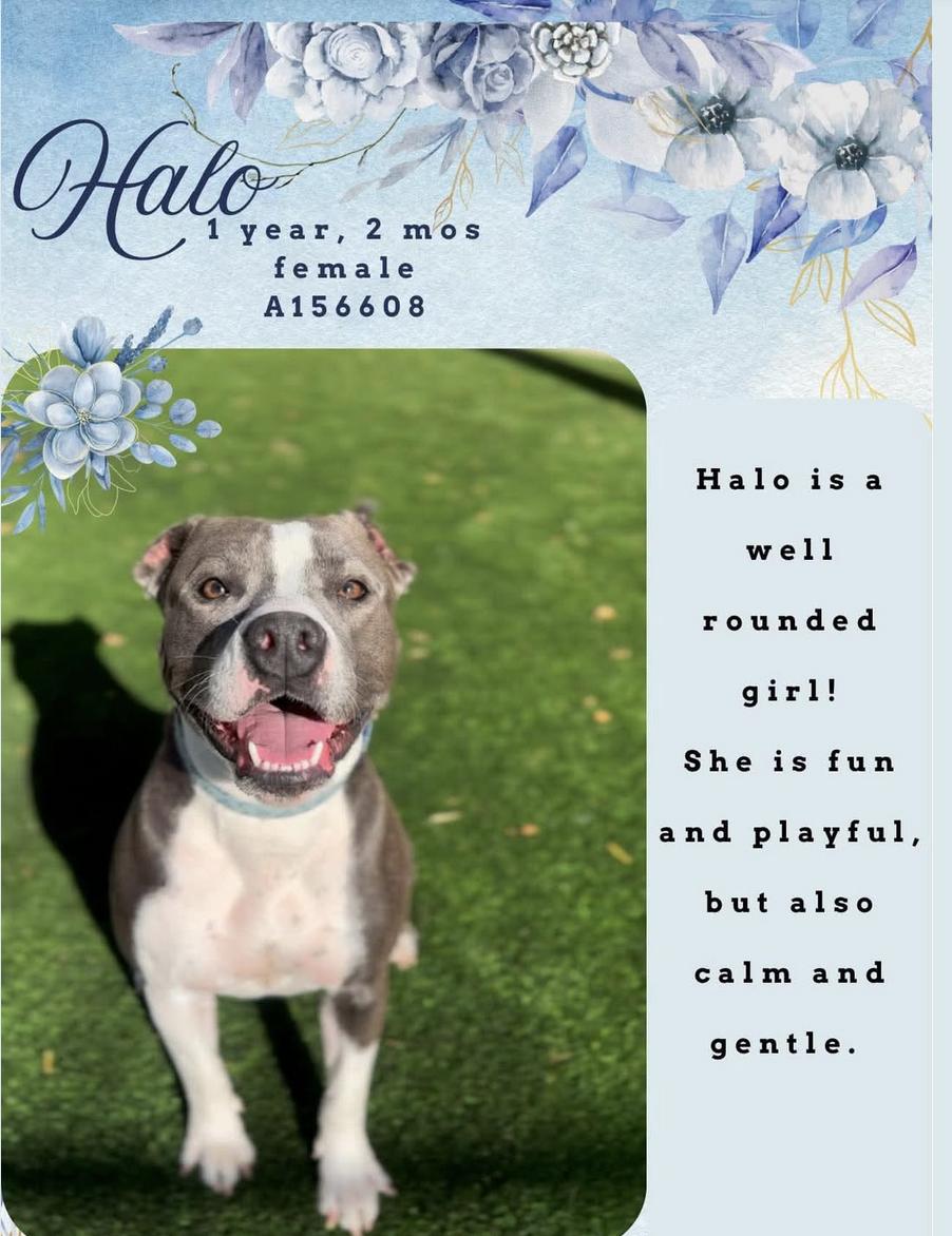 Enlarge Halo, a Adoptable mixed breed in San Francisco, CA image 1/6