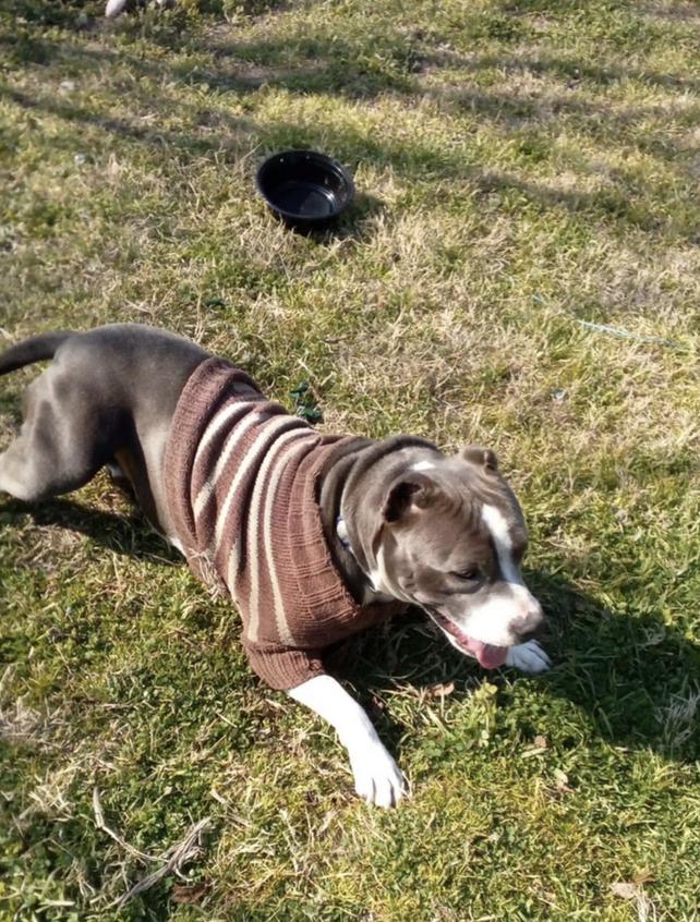 Halo, a Adoptable mixed breed in San Francisco, CA image 5/6