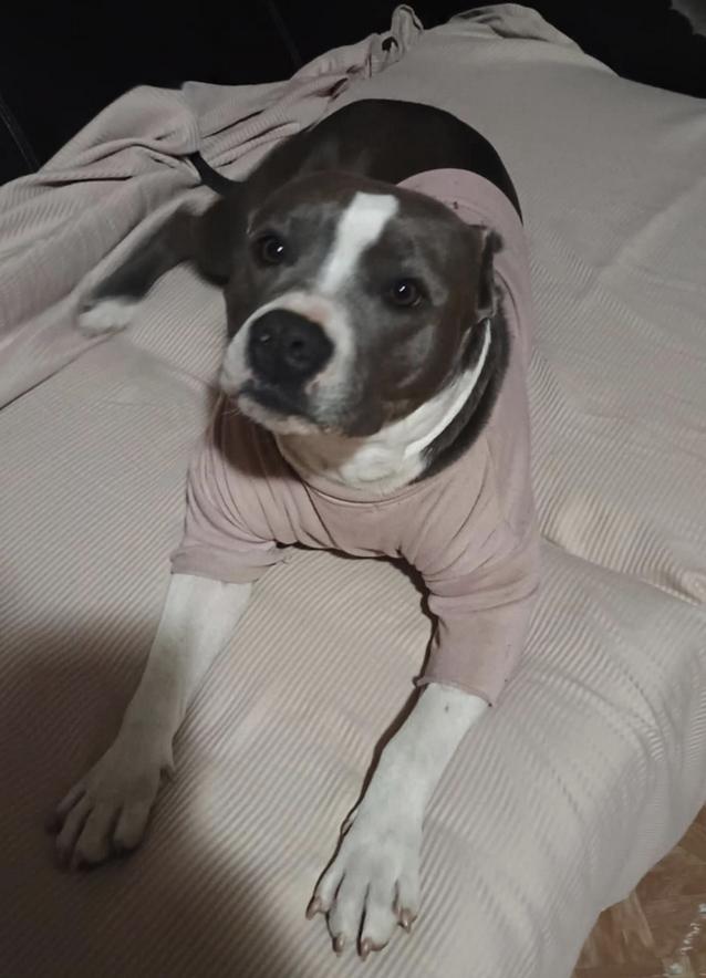 Halo, a Adoptable mixed breed in San Francisco, CA image 6/6