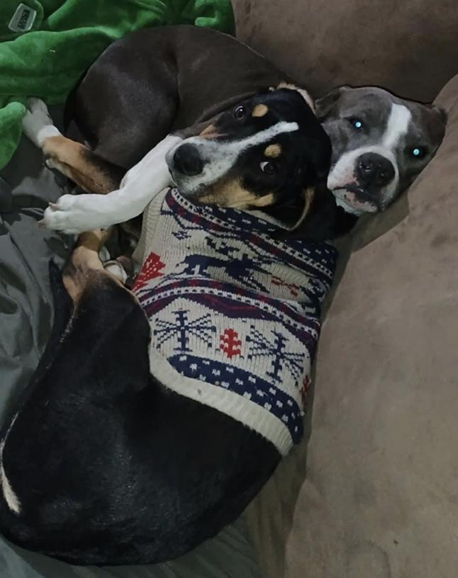 Halo, a Adoptable mixed breed in San Francisco, CA image 4/6