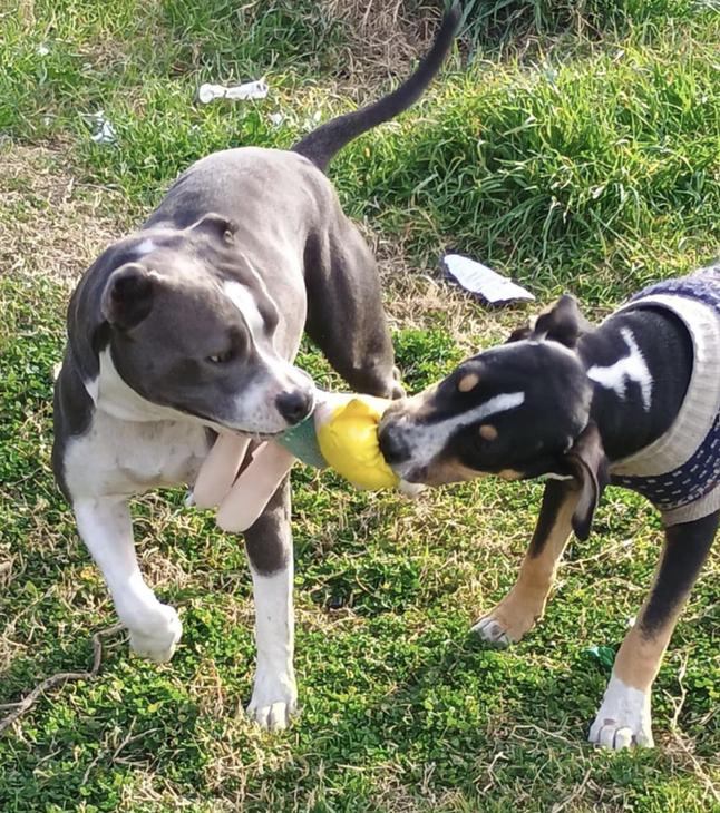 Halo, a Adoptable mixed breed in San Francisco, CA image 3/6