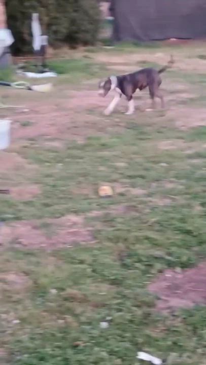 Enlarge Halo, a Adoptable mixed breed in San Francisco, CA video 2/6