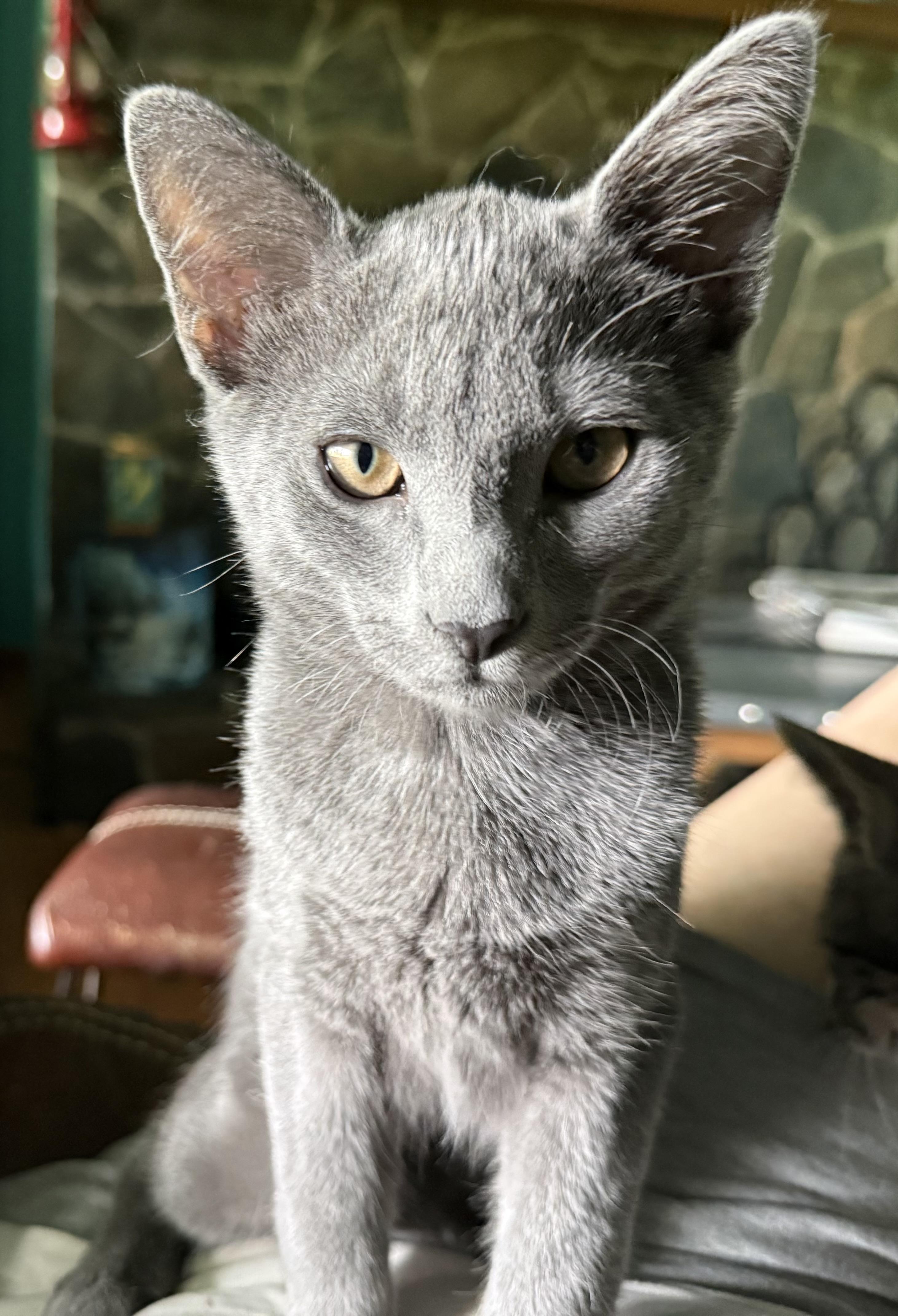Enlarge Quince - Athens, GA, a Adoptable mixed breed in Athens, GA image 2/5