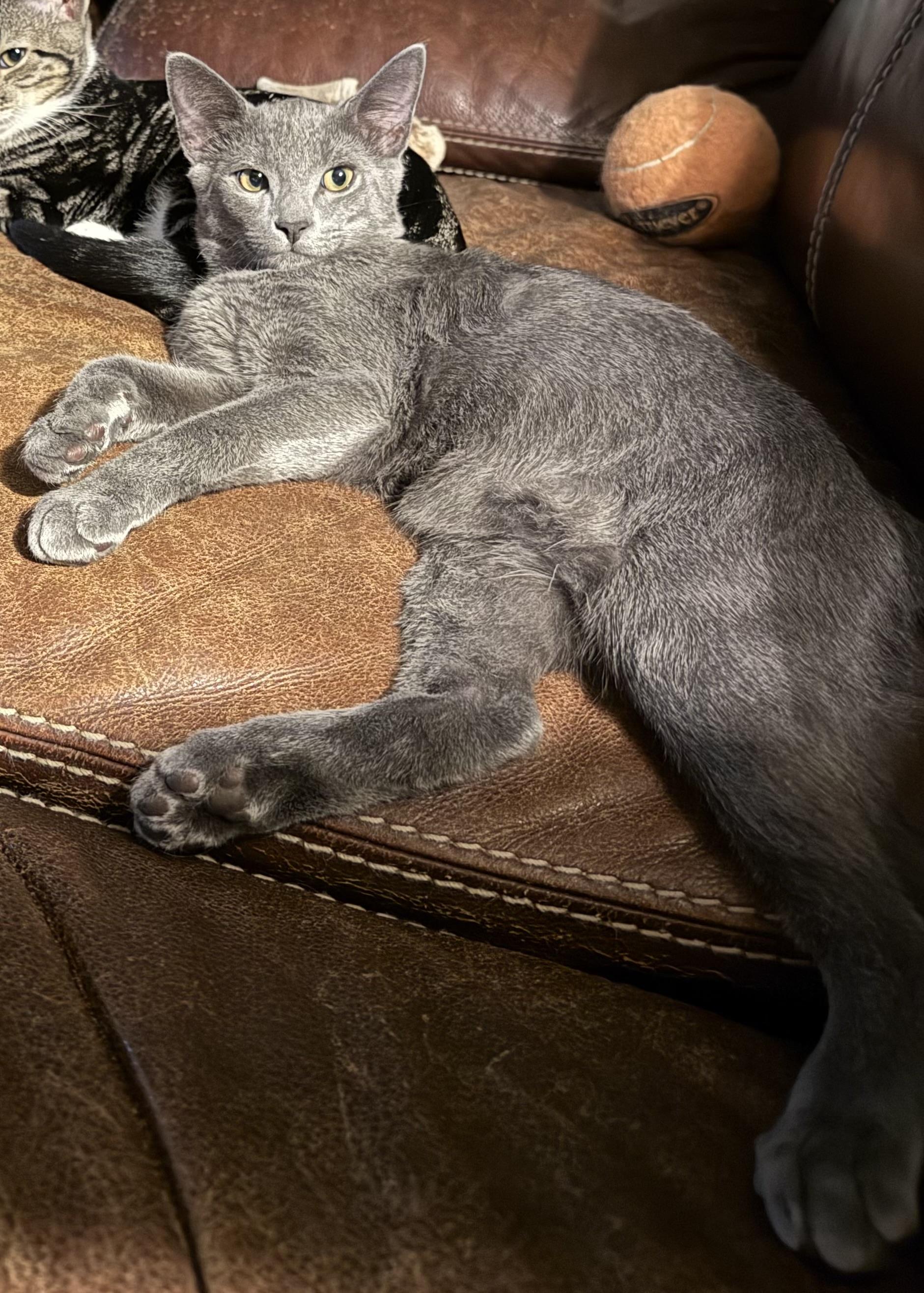 Quince - Athens, GA, Adoptable, Kitten Male Domestic Short Hair & Russian Blue.