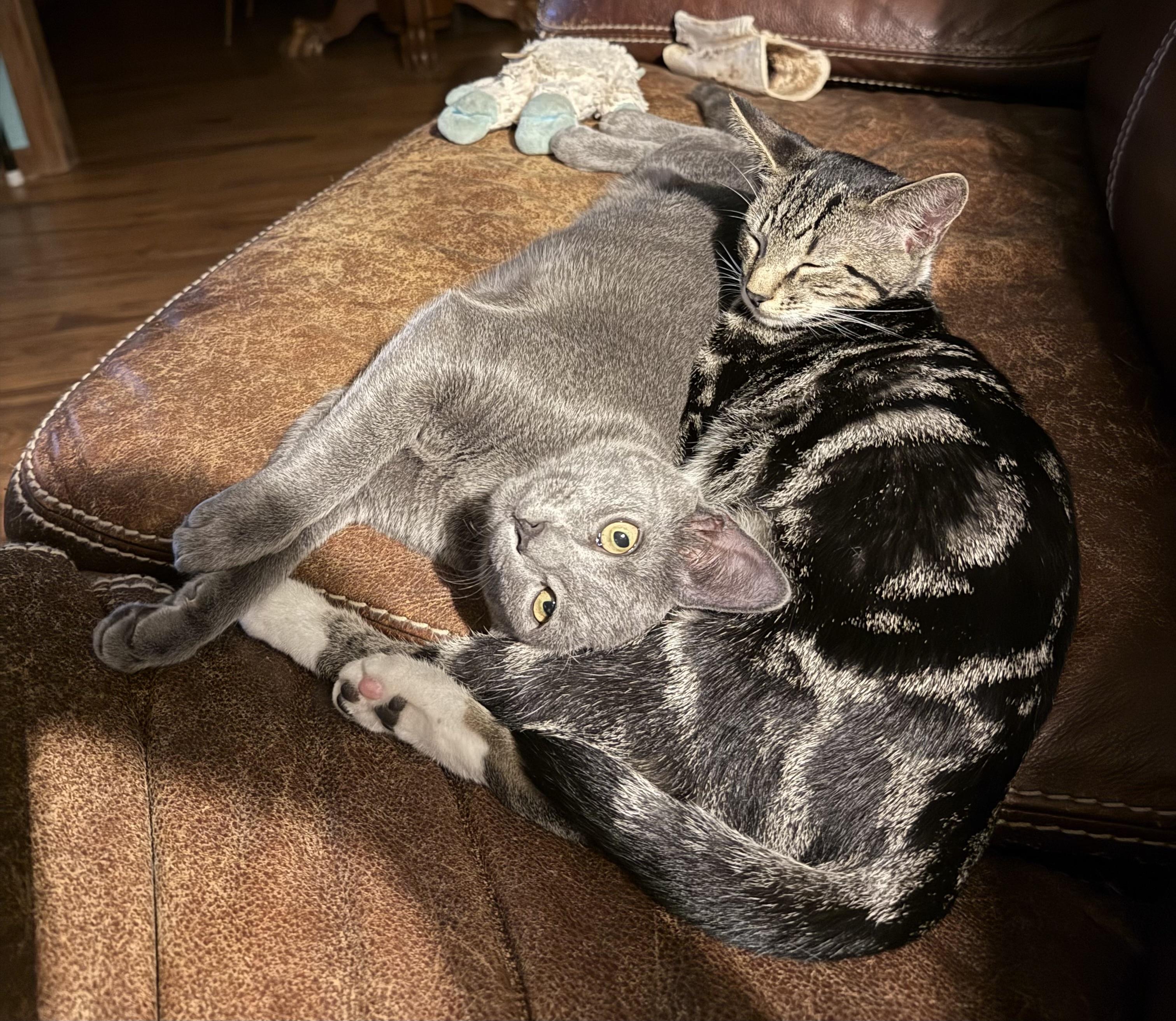 Enlarge Quince - Athens, GA, a Adoptable mixed breed in Athens, GA image 5/5
