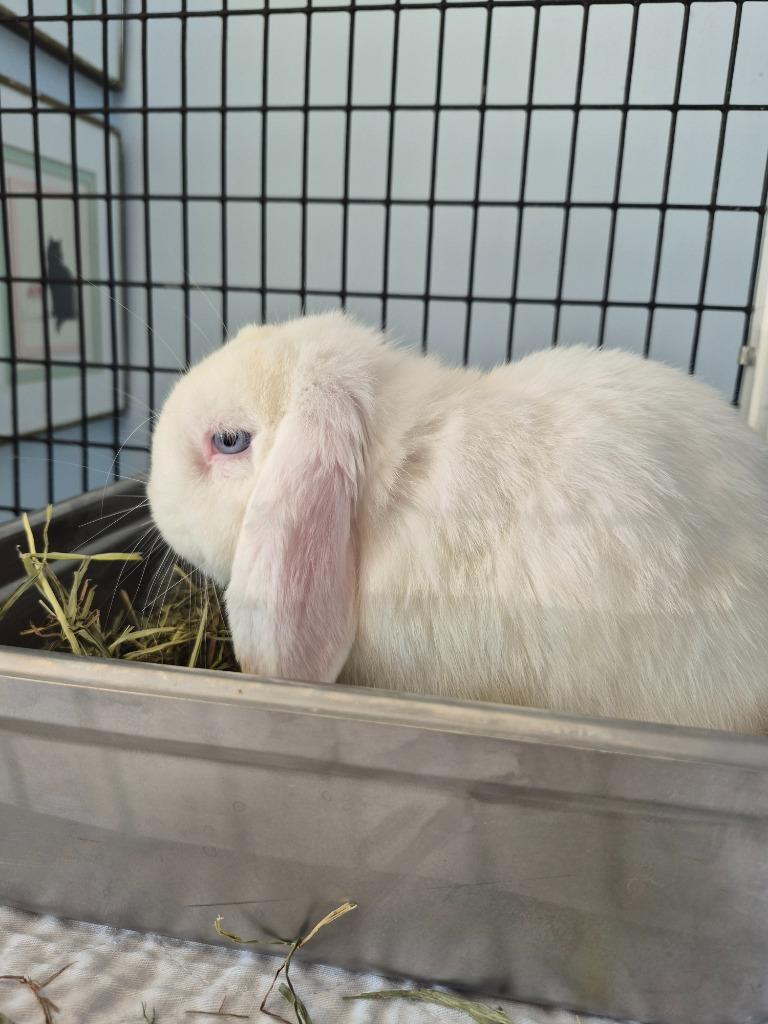 Eeyore, Adoptable, Young Male Holland Lop.