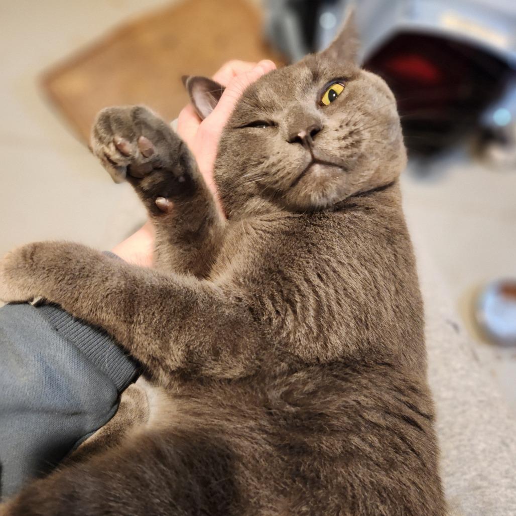 Lightning, Adoptable, Young Male Domestic Short Hair.