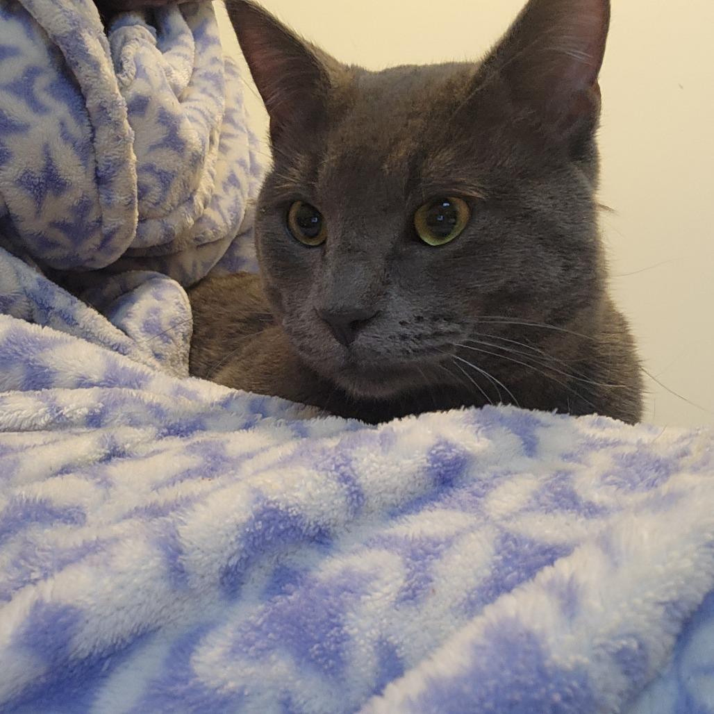 Lightning, a Adoptable Domestic Short Hair in St. Paul, MN image 3/5