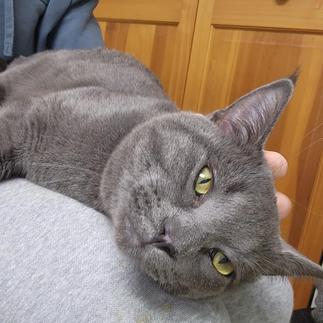 Lightning, a Adoptable Domestic Short Hair in St. Paul, MN image 5/5