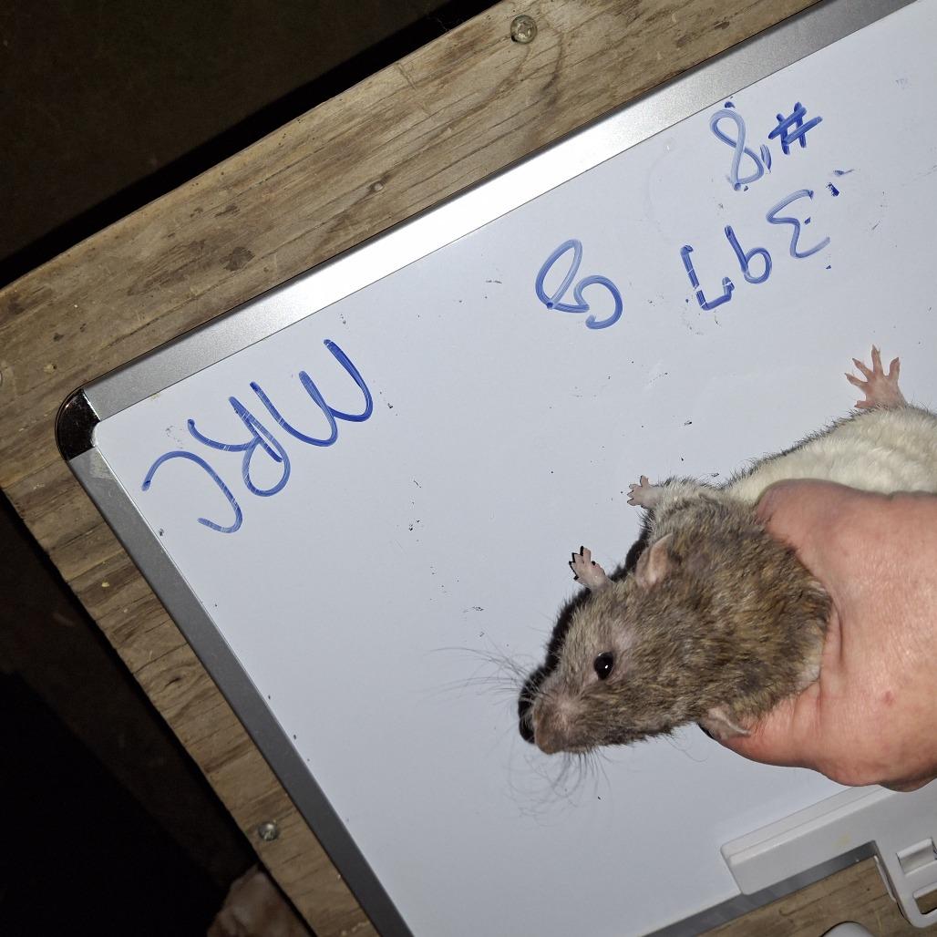 MRC-Stray-1_8, Adoptable, Young Female Rat.
