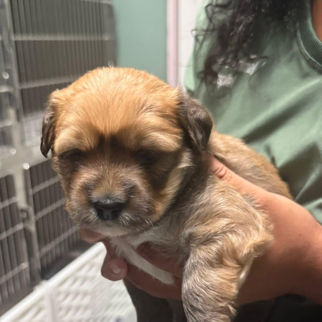 Mel, adoptable, Puppy Female Corgi.