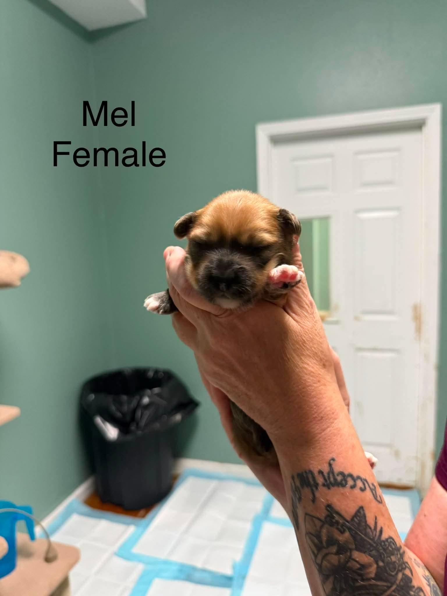 Enlarge Mel, an adoptable mixed breed in Elkton, MD image 2/2