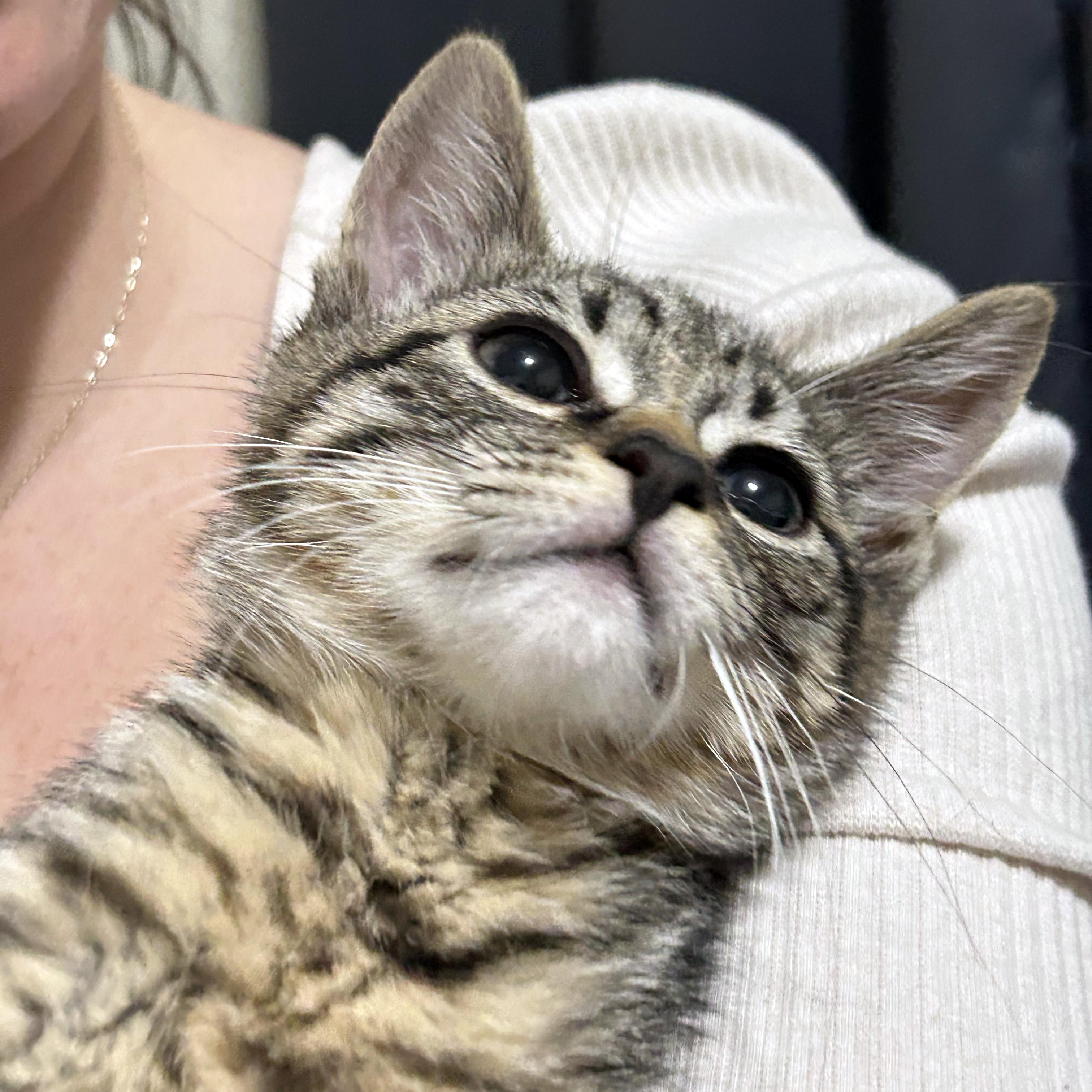 Rhythm (Music litter), ADOPTABLE, Kitten Male American Shorthair.